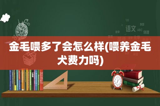 金毛喂多了会怎么样(喂养金毛犬费力吗)