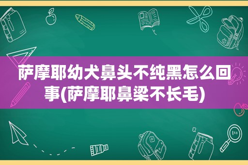 萨摩耶幼犬鼻头不纯黑怎么回事(萨摩耶鼻梁不长毛)