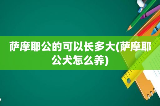 萨摩耶公的可以长多大(萨摩耶公犬怎么养)