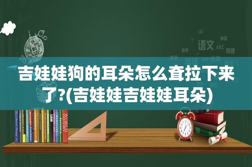 吉娃娃狗的耳朵怎么耷拉下来了?(吉娃娃吉娃娃耳朵)