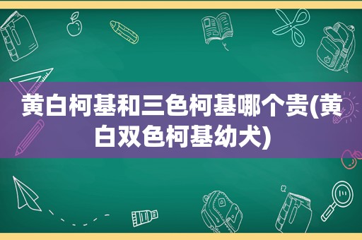 黄白柯基和三色柯基哪个贵(黄白双色柯基幼犬)