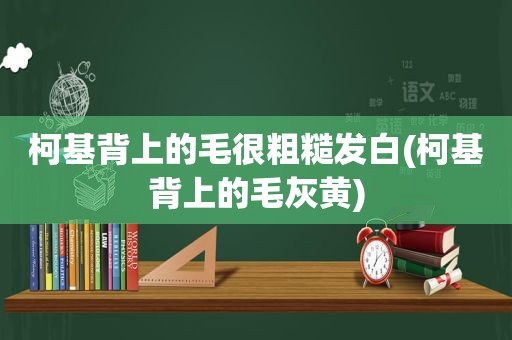 柯基背上的毛很粗糙发白(柯基背上的毛灰黄)