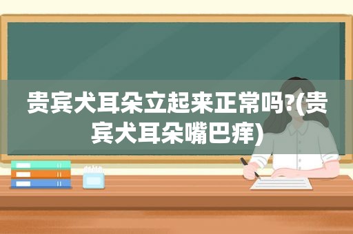 贵宾犬耳朵立起来正常吗?(贵宾犬耳朵嘴巴痒)