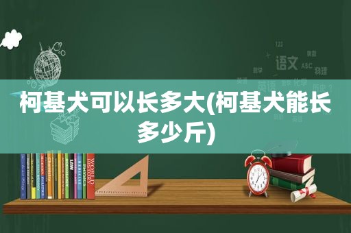 柯基犬可以长多大(柯基犬能长多少斤)