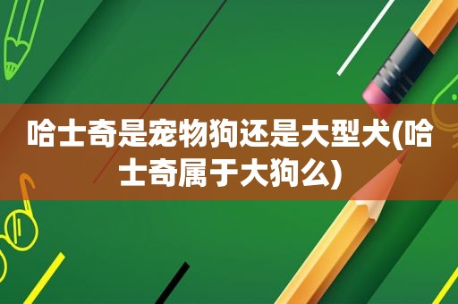 哈士奇是宠物狗还是大型犬(哈士奇属于大狗么)