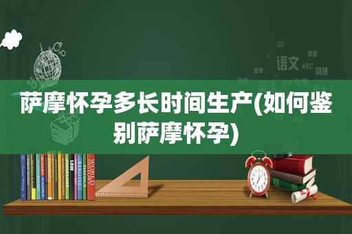 萨摩怀孕多长时间生产(如何鉴别萨摩怀孕)