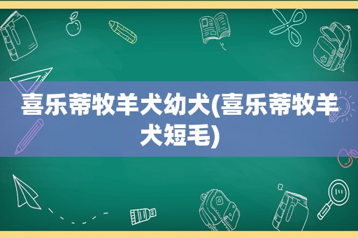 喜乐蒂牧羊犬幼犬(喜乐蒂牧羊犬短毛)