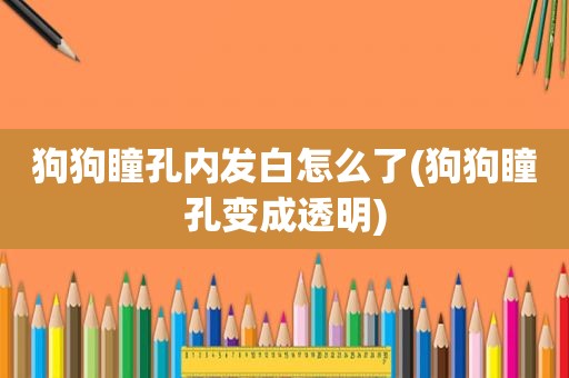 狗狗瞳孔内发白怎么了(狗狗瞳孔变成透明)