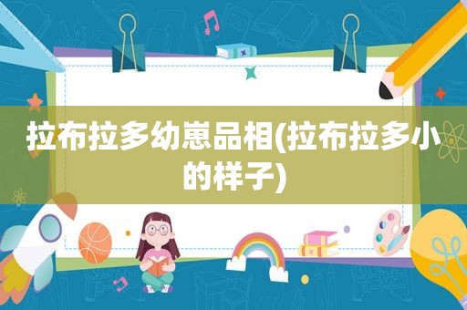 拉布拉多幼崽品相(拉布拉多小的样子)