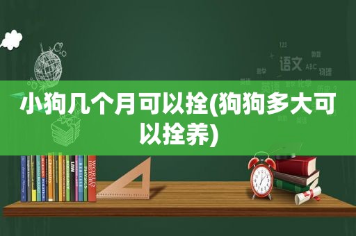 小狗几个月可以拴(狗狗多大可以拴养)