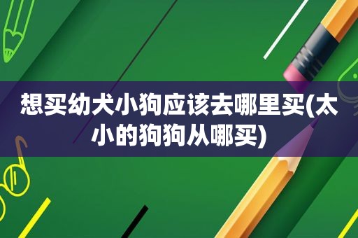 想买幼犬小狗应该去哪里买(太小的狗狗从哪买)