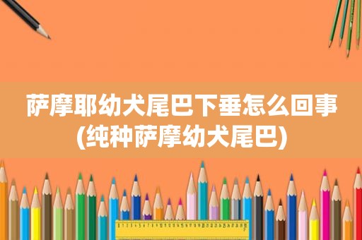 萨摩耶幼犬尾巴下垂怎么回事(纯种萨摩幼犬尾巴)