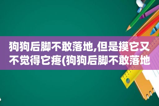 狗狗后脚不敢落地,但是摸它又不觉得它疼(狗狗后脚不敢落地)