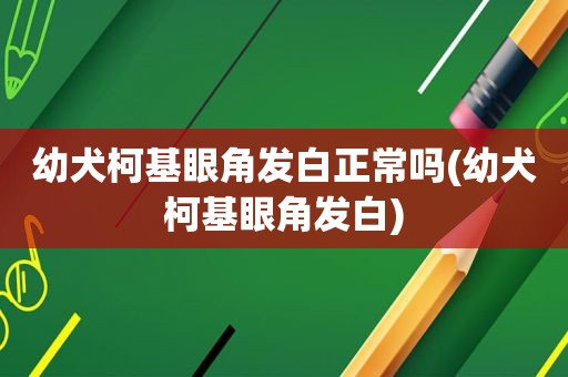 幼犬柯基眼角发白正常吗(幼犬柯基眼角发白)