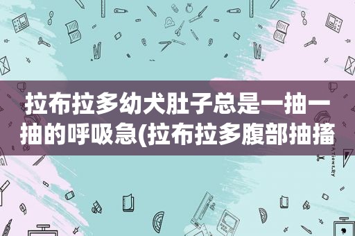 拉布拉多幼犬肚子总是一抽一抽的呼吸急(拉布拉多腹部抽搐)