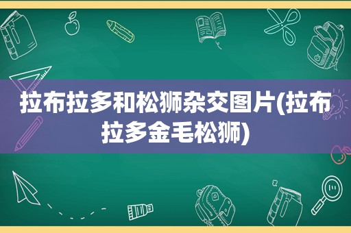 拉布拉多和松狮杂交图片(拉布拉多金毛松狮)