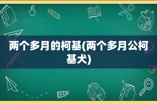 两个多月的柯基(两个多月公柯基犬)