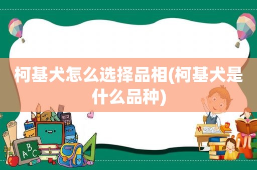 柯基犬怎么选择品相(柯基犬是什么品种)