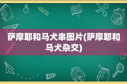 萨摩耶和马犬串图片(萨摩耶和马犬杂交)