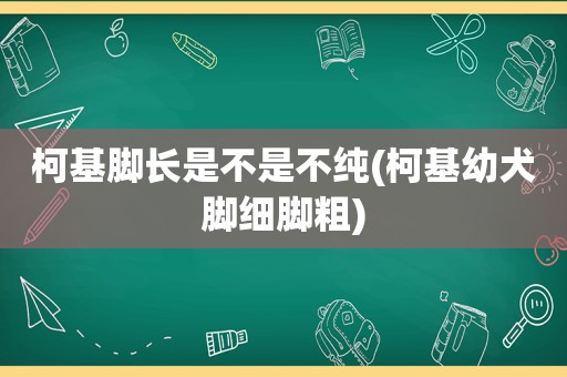 柯基脚长是不是不纯(柯基幼犬脚细脚粗)