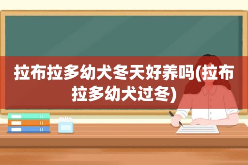 拉布拉多幼犬冬天好养吗(拉布拉多幼犬过冬)