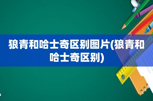 狼青和哈士奇区别图片(狼青和哈士奇区别)