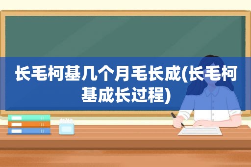 长毛柯基几个月毛长成(长毛柯基成长过程)