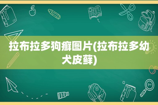 拉布拉多狗癣图片(拉布拉多幼犬皮藓)