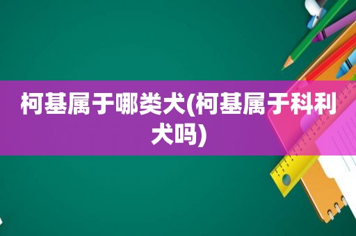 柯基属于哪类犬(柯基属于科利犬吗)