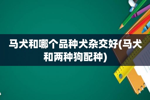 马犬和哪个品种犬杂交好(马犬和两种狗配种)