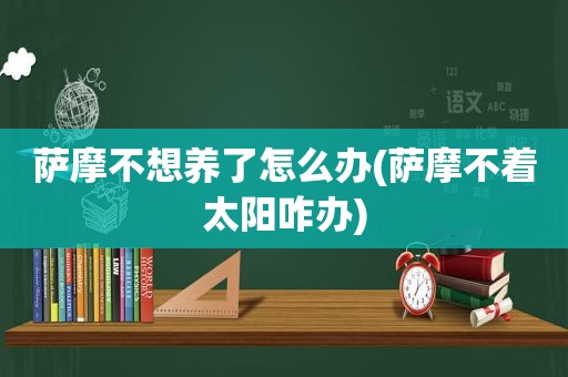 萨摩不想养了怎么办(萨摩不着太阳咋办)