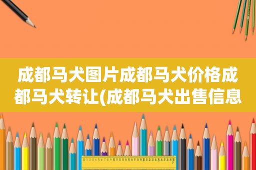 成都马犬图片成都马犬价格成都马犬转让(成都马犬出售信息)