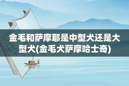 金毛和萨摩耶是中型犬还是大型犬(金毛犬萨摩哈士奇)