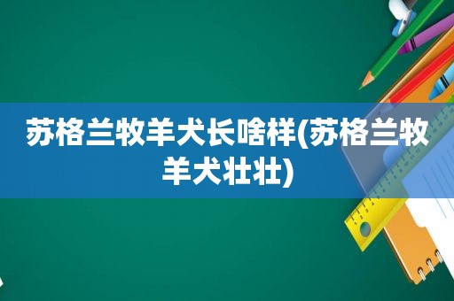 苏格兰牧羊犬长啥样(苏格兰牧羊犬壮壮)