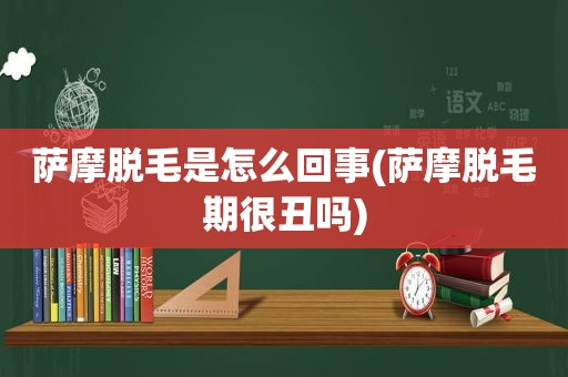 萨摩脱毛是怎么回事(萨摩脱毛期很丑吗)