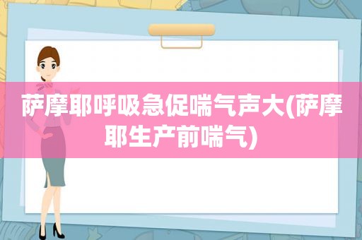 萨摩耶呼吸急促喘气声大(萨摩耶生产前喘气)