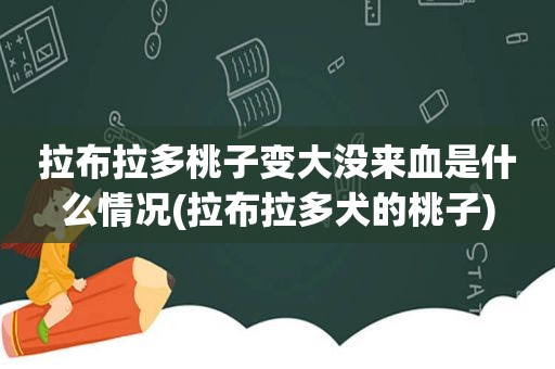 拉布拉多桃子变大没来血是什么情况(拉布拉多犬的桃子)  第1张