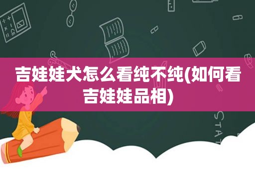 吉娃娃犬怎么看纯不纯(如何看吉娃娃品相)