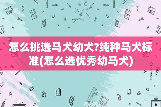 怎么挑选马犬幼犬?纯种马犬标准(怎么选优秀幼马犬)