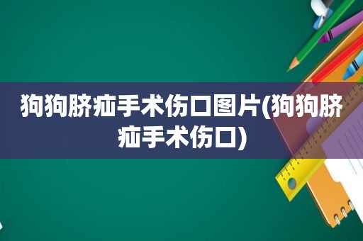 狗狗脐疝手术伤口图片(狗狗脐疝手术伤口)