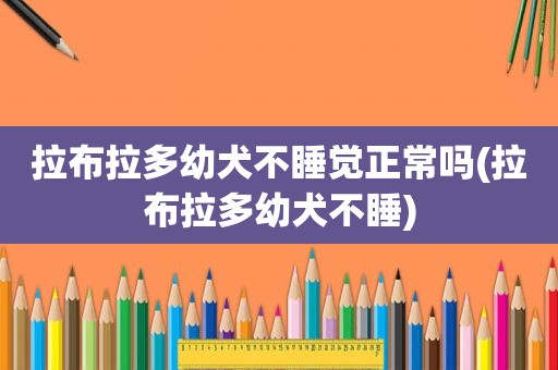 拉布拉多幼犬不睡觉正常吗(拉布拉多幼犬不睡)