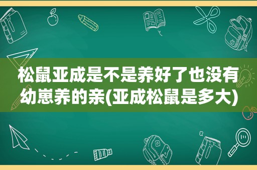 松鼠亚成是不是养好了也没有幼崽养的亲(亚成松鼠是多大)