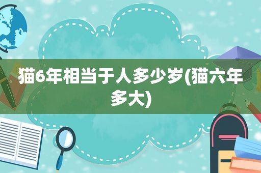 猫6年相当于人多少岁(猫六年多大)