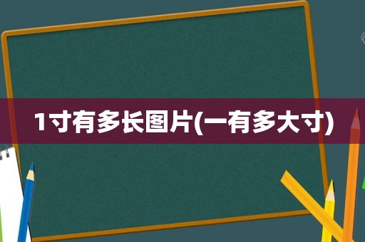 1寸有多长图片(一有多大寸)