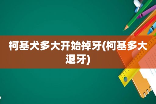 柯基犬多大开始掉牙(柯基多大退牙)