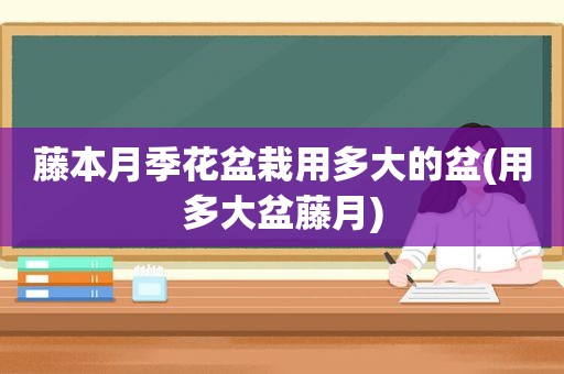 藤本月季花盆栽用多大的盆(用多大盆藤月)