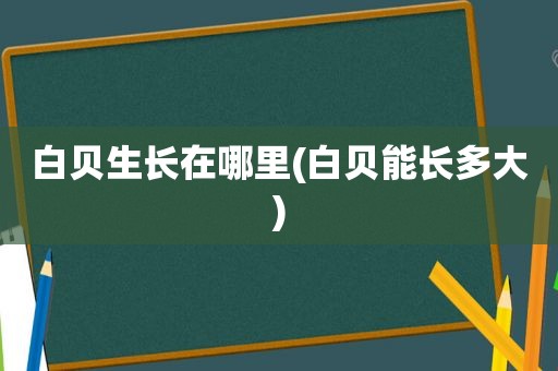 白贝生长在哪里(白贝能长多大)