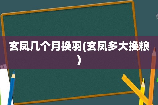 玄凤几个月换羽(玄凤多大换粮)