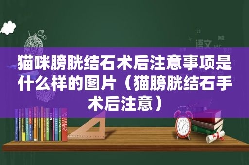 猫咪膀胱结石术后注意事项是什么样的图片（猫膀胱结石手术后注意）