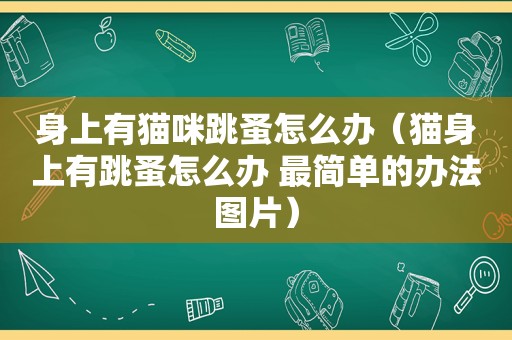 身上有猫咪跳蚤怎么办（猫身上有跳蚤怎么办 最简单的办法图片）